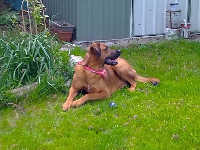 Parc de l'Aure - Parc de Jeux Canin/éducation de votre chien près d'Amiens à Saisseval - photo 3