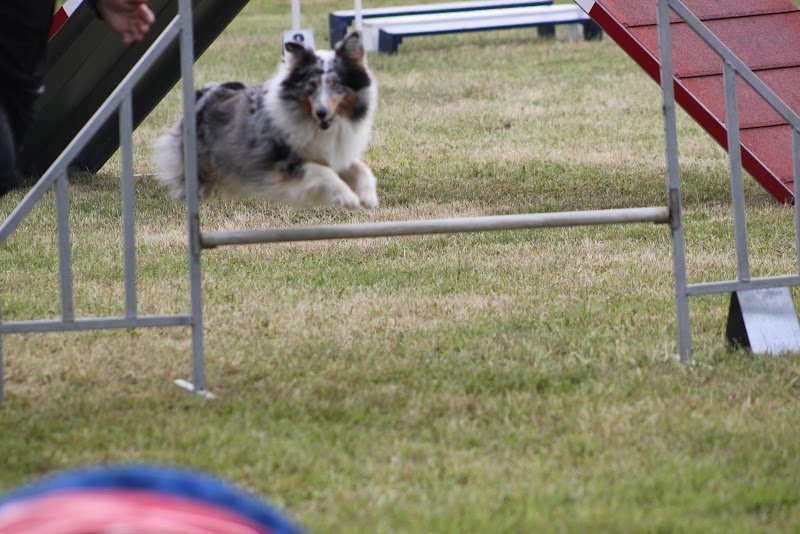asic canin de bouttencourt