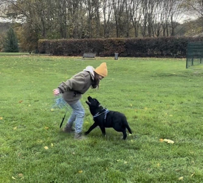 Teamdoggist - Education Canine - photo 3