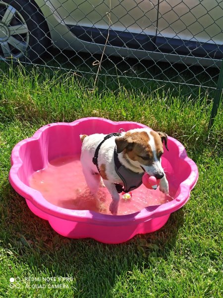 Marie BERTIN - Educateur canin - photo 1