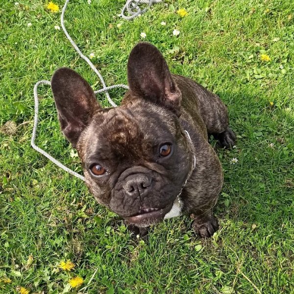 Marie BERTIN - Educateur canin - photo 3