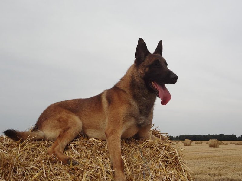 Pension Canine du Pacha'Moor - photo 1