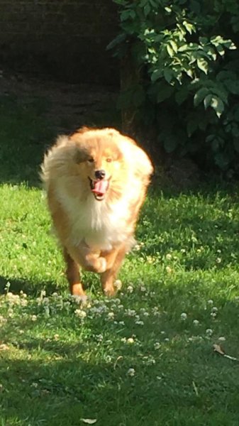 Pension Canine du Pacha'Moor - photo 2