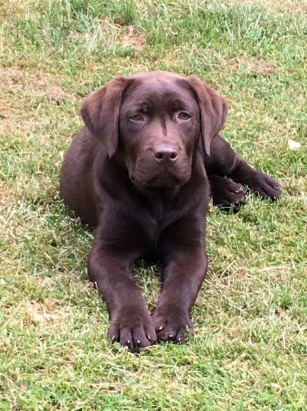 Pension Canine du Pacha'Moor - photo 3