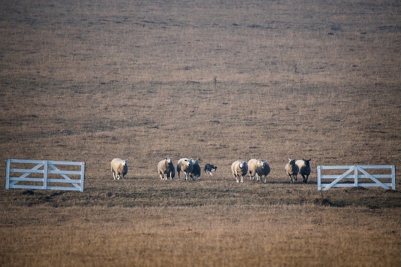 Julien Robert - Élevage & Dressage Border Collie - photo 1