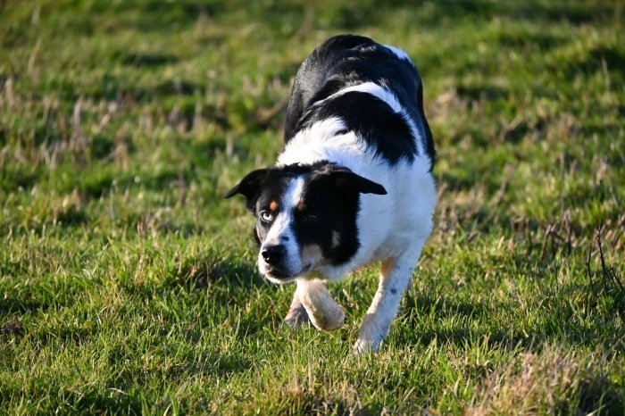 Julien Robert - Élevage & Dressage Border Collie - photo 2