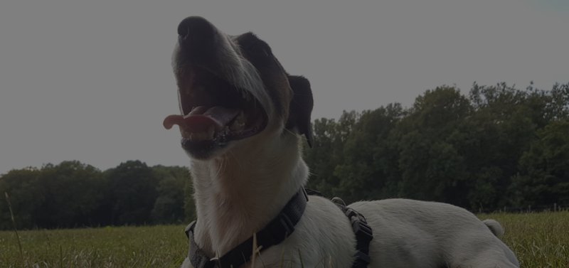 CaniSmile - Education et dressage de chiens - photo 1