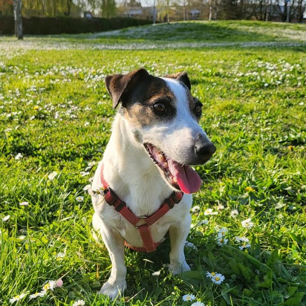 CaniSmile - Education et dressage de chiens - photo 2