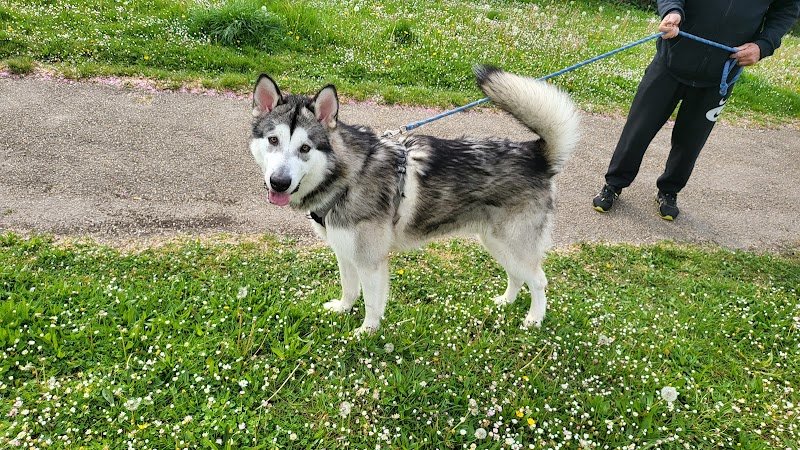 CaniSmile - Education et dressage de chiens - photo 3