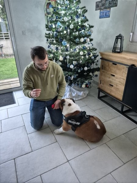 Educdo dogs - photo 1