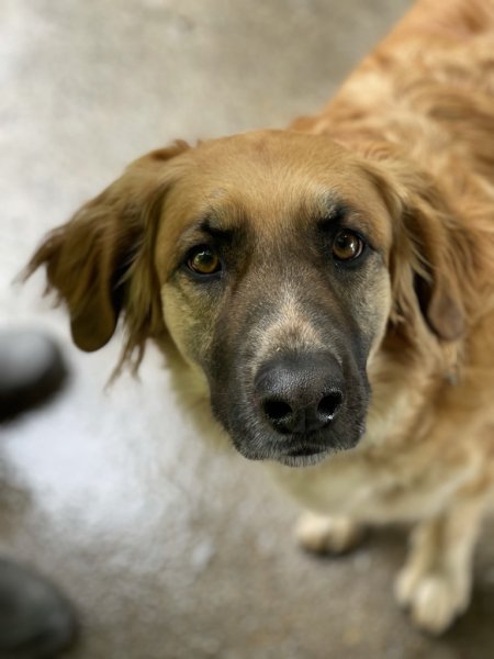 Jé and co' - éducateur canin - photo 2