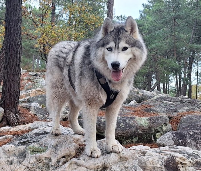 Un Max de R'êve - Educateur canin comportementaliste - Instructeur de Mantrailing - photo 1