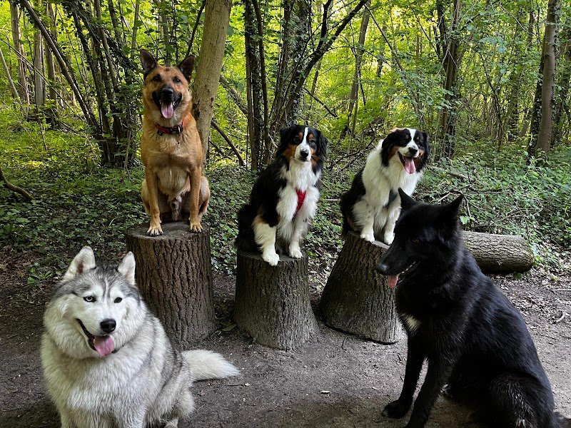 Un Max de R'êve - Educateur canin comportementaliste - Instructeur de Mantrailing - photo 2