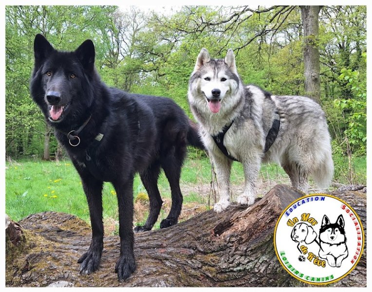 Un Max de R'êve - Educateur canin comportementaliste - Instructeur de Mantrailing - photo 3