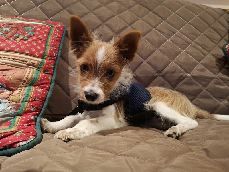 Alter Ego Canin / Comportementaliste - photo 3