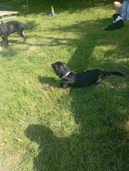 Aux Amis Des Chiens - photo 1