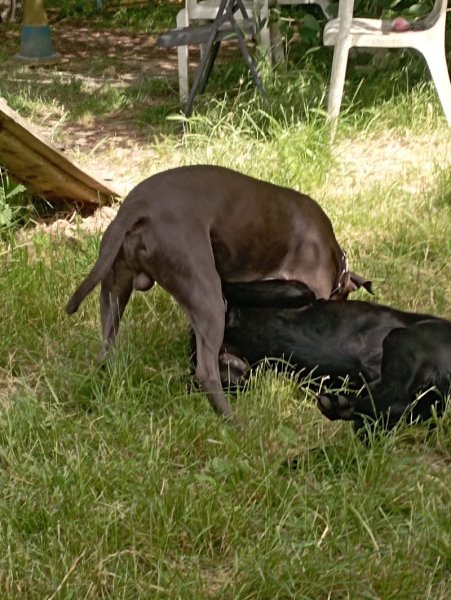 Aux Amis Des Chiens - photo 2