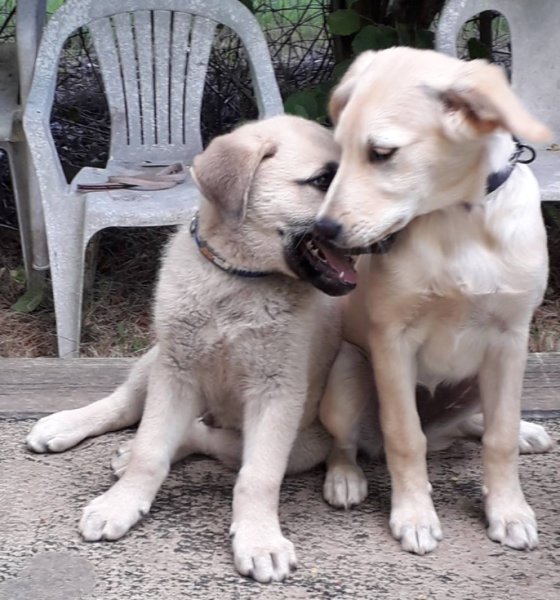 Aux Amis Des Chiens - photo 3