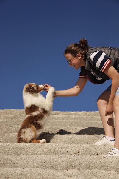 Animau'Ryat - Éducateur/Comportementalisme Canin - photo 2