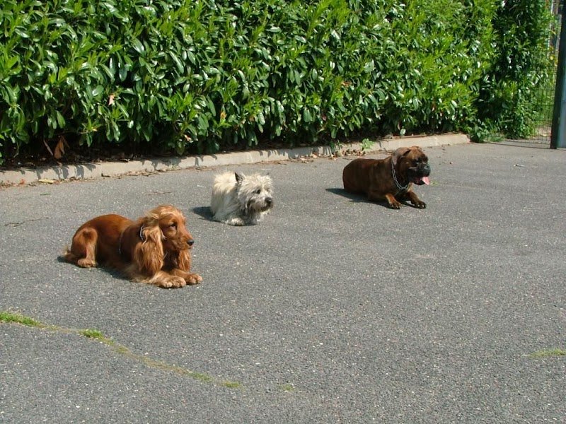 Allo Dressage Service - photo 1