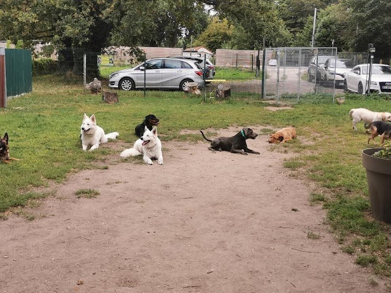 Allo Dressage Service - photo 2