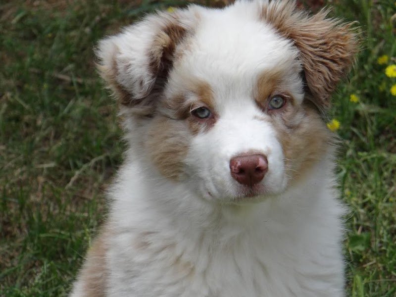 Allo Dressage Service - photo 3