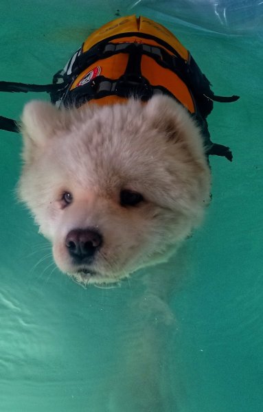 Canino terre Happy - photo 3