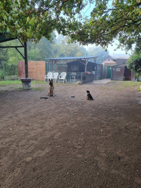 Education & Dressage Service - photo 1