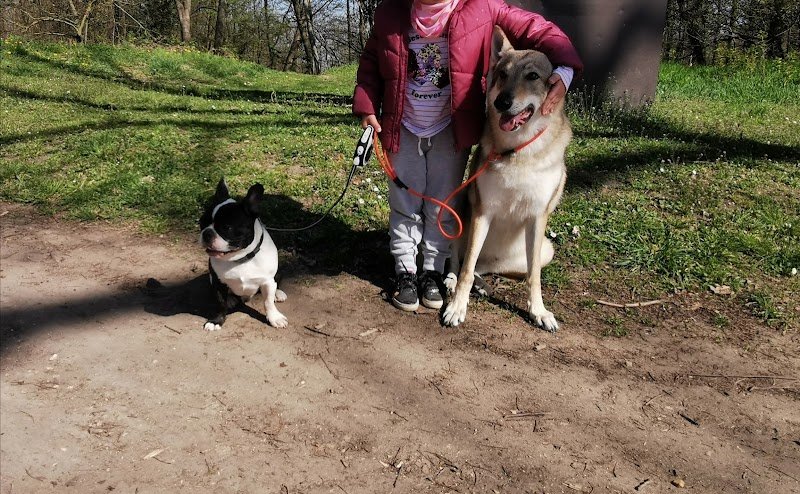 Education & Dressage Service - photo 2