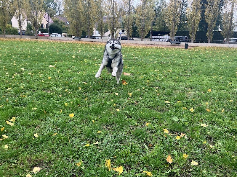 Education & Dressage Service - photo 3