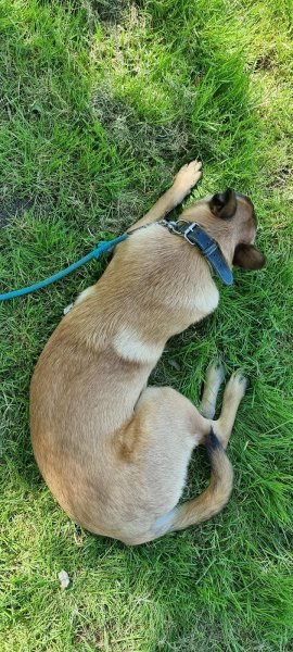 Club des Amis du chien de Sucy - photo 1