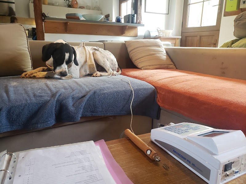 Céline Lepetit, masseuse équin-canin, praticienne en bioresonance(oise- val d'oise - Normandie) - photo 2