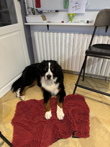 Pets Equilibre - Comportementaliste et éducateur, pet-sitter & soins animaliers - photo 2