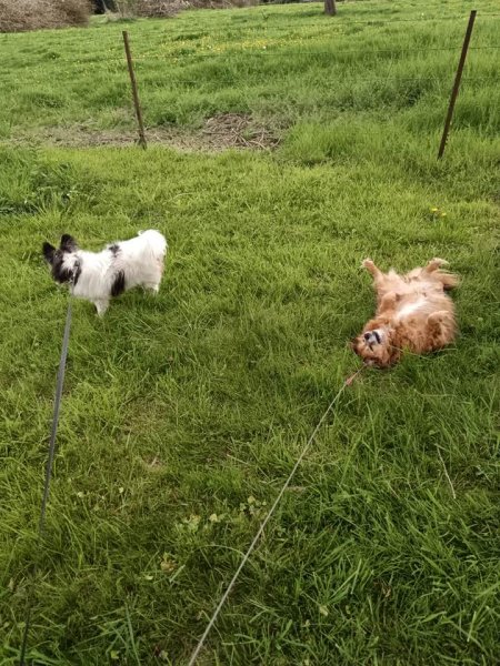 Pets Equilibre - Comportementaliste et éducateur, pet-sitter & soins animaliers - photo 3