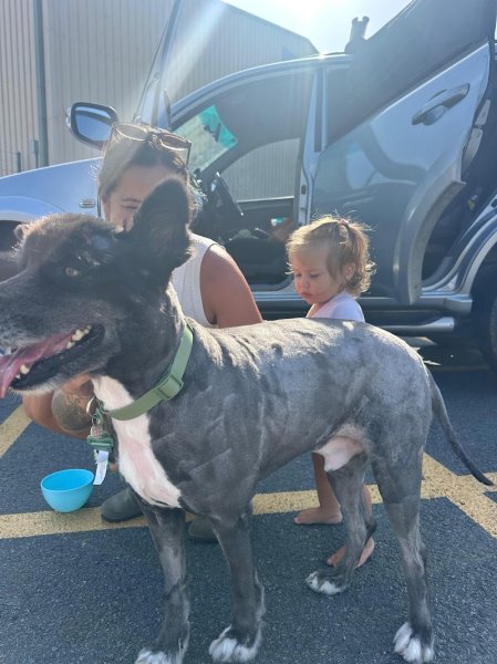 K6 pension canine et féline - photo 3