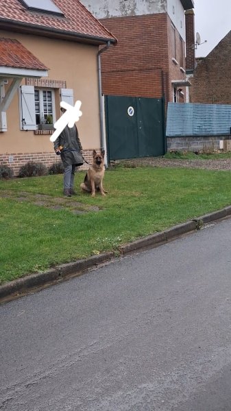 DogEducsport by Christine - photo 1