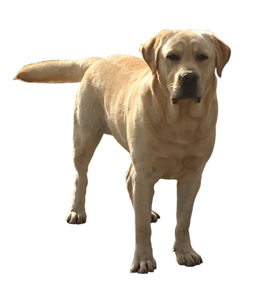 Pension canine de Saint Samson - photo 1