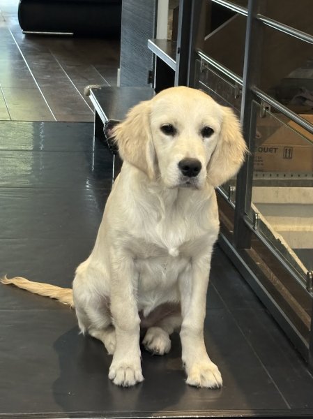 Pension canine de Saint Samson - photo 2