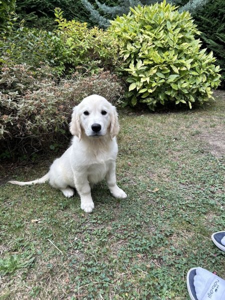 Pension canine de Saint Samson - photo 3