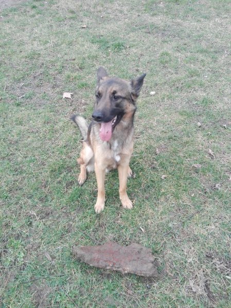 Allodogs & Cie - photo 1