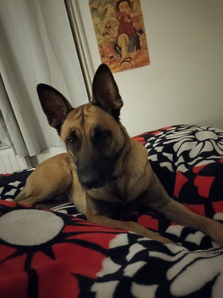 Allodogs & Cie - photo 2