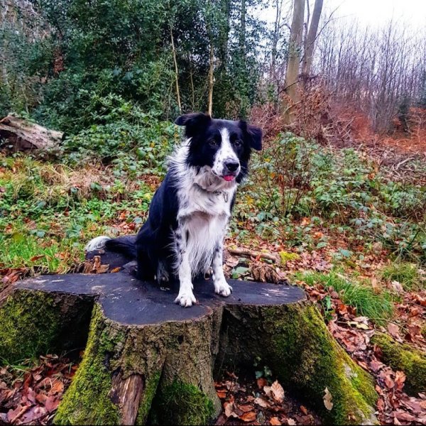 Allodogs & Cie - photo 3