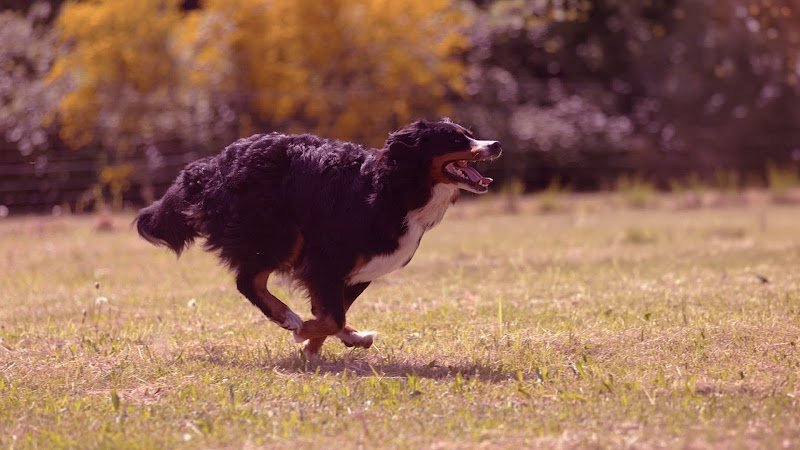 La Rou’Tine Canine - Comportementaliste Canin