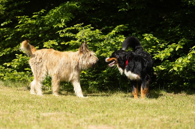La Rou’Tine Canine - Comportementaliste Canin - photo 3