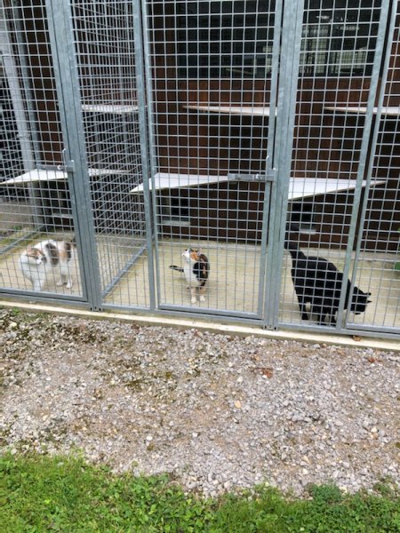 Pension canine et féline "au bois du Châtel" - photo 1