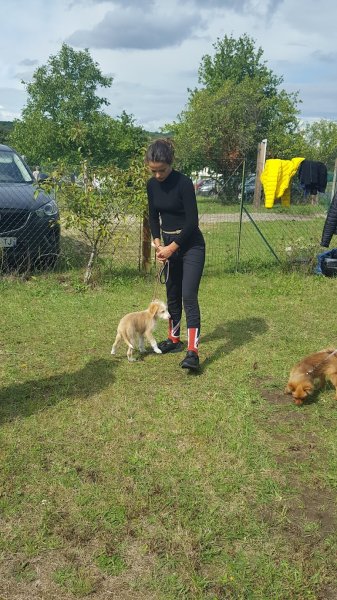 Club canin de Freneuse - photo 2