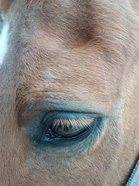 Audrey Geoffroy OSTÉO ÉQUIN CANIN FÉLIN BOVIN - Amiens