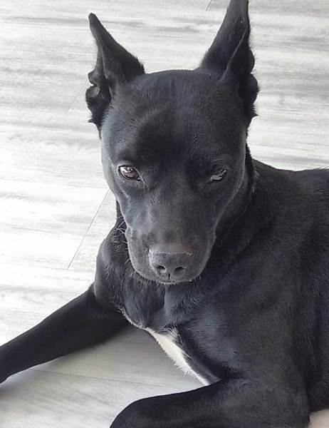 Confiance Canine - photo 1