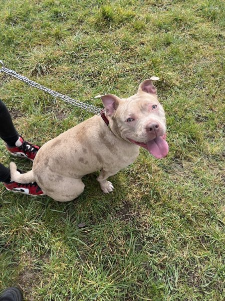 DOGEDUCSPORT - photo 1