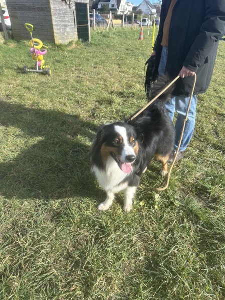 DOGEDUCSPORT - photo 2